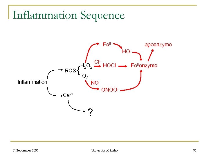 Inflammation Sequence Fe. II apoenzyme HO· ROS Inflammation { H 2 O 2 Cl-