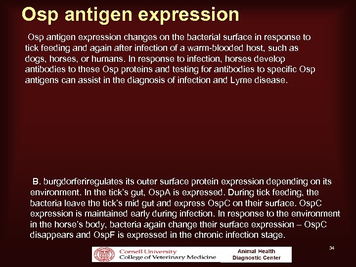 Osp antigen expression changes on the bacterial surface in response to tick feeding and