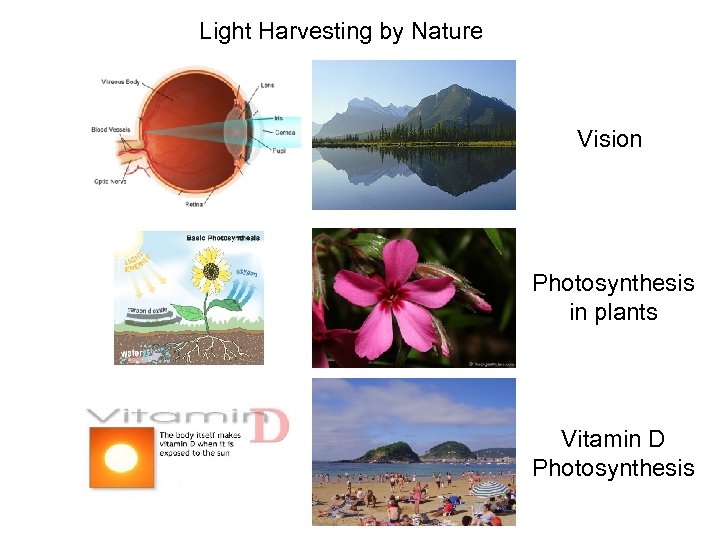 Light Harvesting by Nature Vision Photosynthesis in plants Vitamin D Photosynthesis 