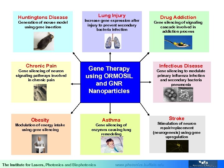 Huntingtons Disease Generation of mouse model using gene insertion Chronic Pain Gene silencing of