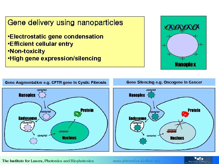 Gene delivery using nanoparticles • Electrostatic gene condensation • Efficient cellular entry • Non-toxicity