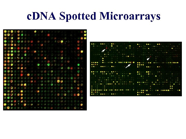 c. DNA Spotted Microarrays 