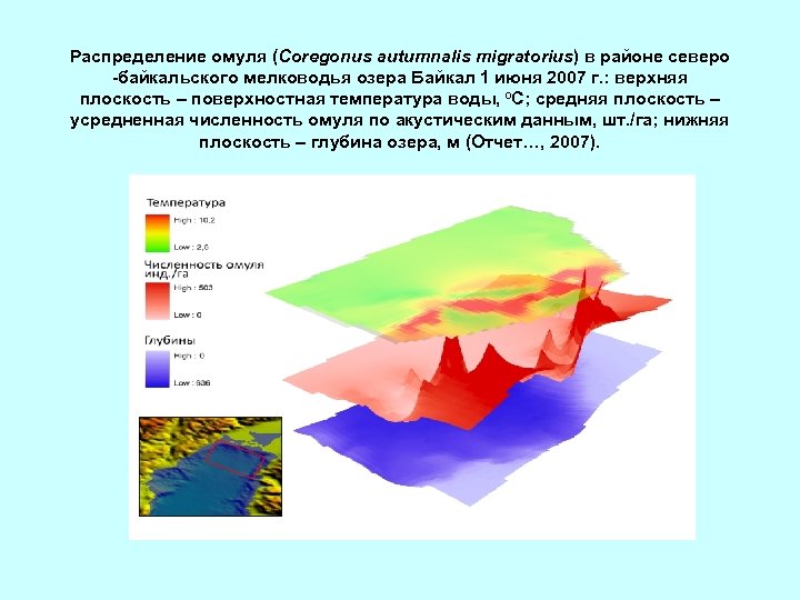 Распределение омуля (Coregonus autumnalis migratorius) в районе северо -байкальского мелководья озера Байкал 1 июня