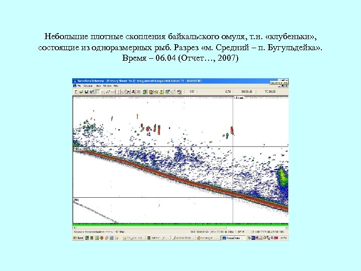 Небольшие плотные скопления байкальского омуля, т. н. «клубеньки» , состоящие из одноразмерных рыб. Разрез