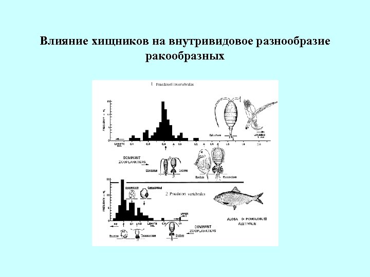 Влияние хищников на внутривидовое разнообразие ракообразных 