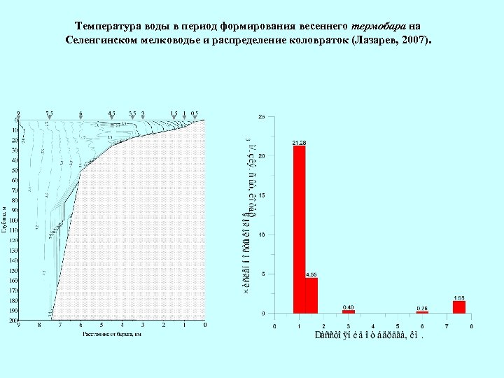 Температура воды в период формирования весеннего термобара на Селенгинском мелководье и распределение коловраток (Лазарев,
