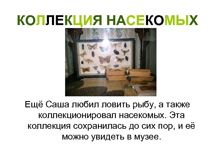 КОЛЛЕКЦИЯ НАСЕКОМЫХ Ещё Саша любил ловить рыбу, а также коллекционировал насекомых. Эта коллекция сохранилась