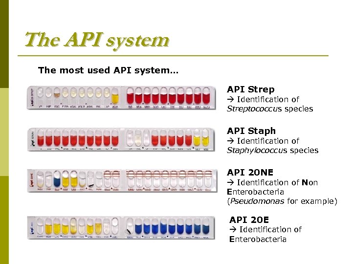 The API system The most used API system… API Strep Identification of Streptococcus species