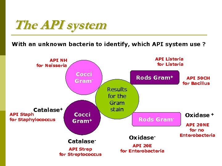 The API system With an unknown bacteria to identify, which API system use ?