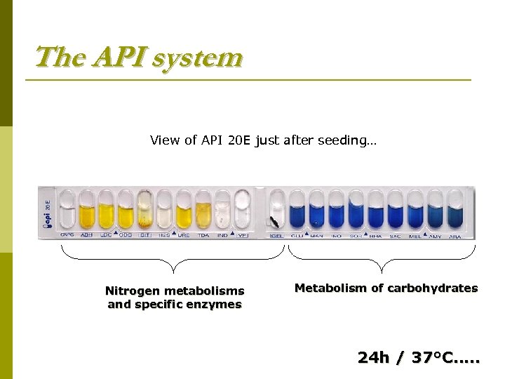 The API system View of API 20 E just after seeding… Nitrogen metabolisms and