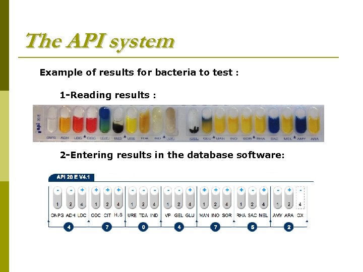 The API system Example of results for bacteria to test : 1 -Reading results