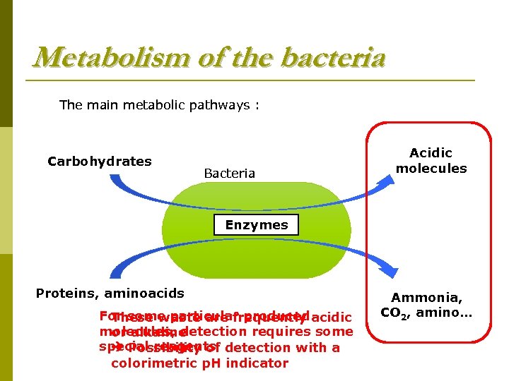 Metabolism of the bacteria The main metabolic pathways : Carbohydrates Bacteria Acidic molecules Enzymes