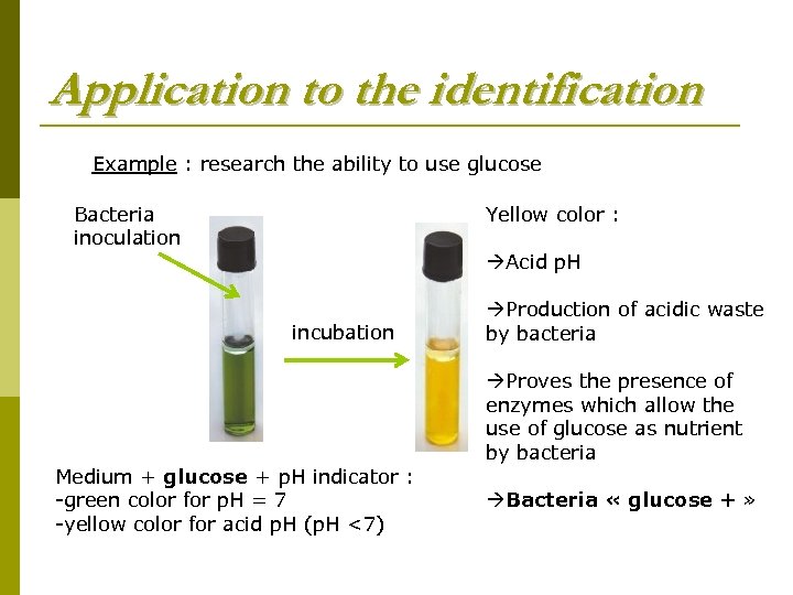 Application to the identification Example : research the ability to use glucose Bacteria inoculation