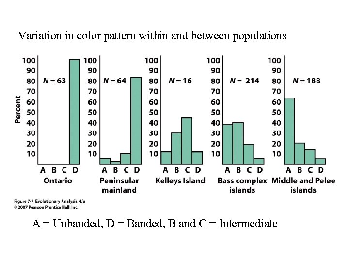 Variation in color pattern within and between populations A = Unbanded, D = Banded,