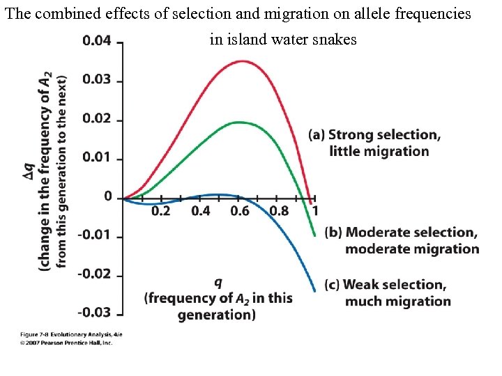 The combined effects of selection and migration on allele frequencies in island water snakes