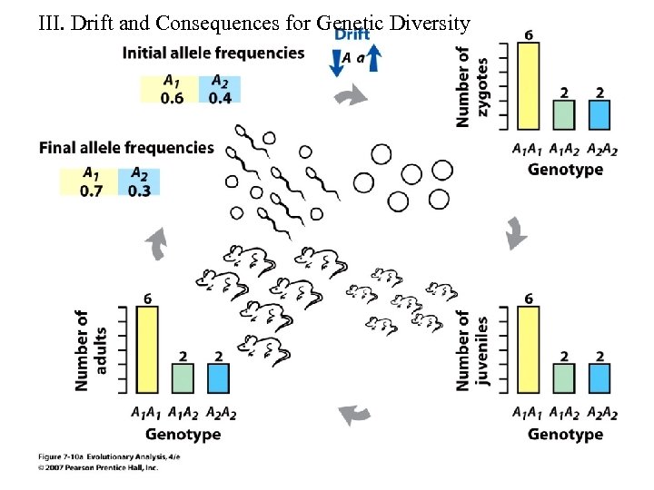 III. Drift and Consequences for Genetic Diversity 