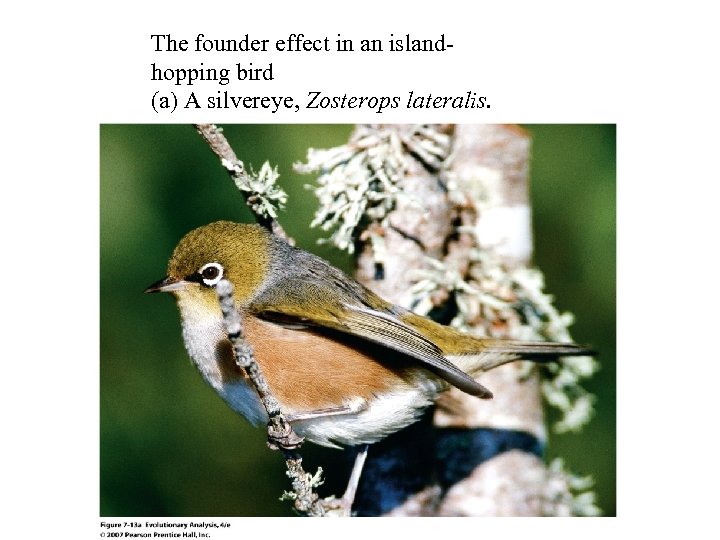 The founder effect in an islandhopping bird (a) A silvereye, Zosterops lateralis. 