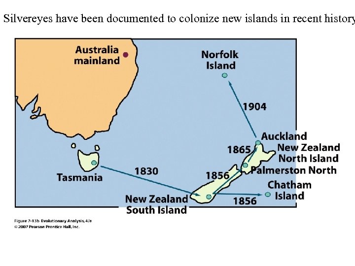 Silvereyes have been documented to colonize new islands in recent history 