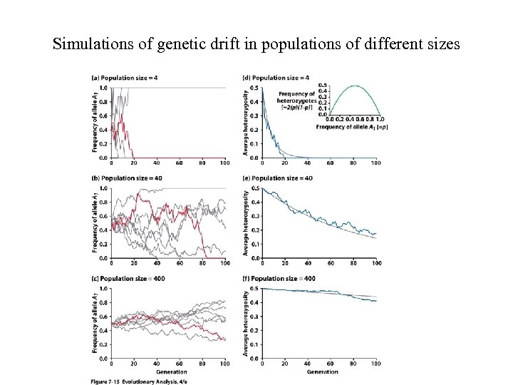 Simulations of genetic drift in populations of different sizes 