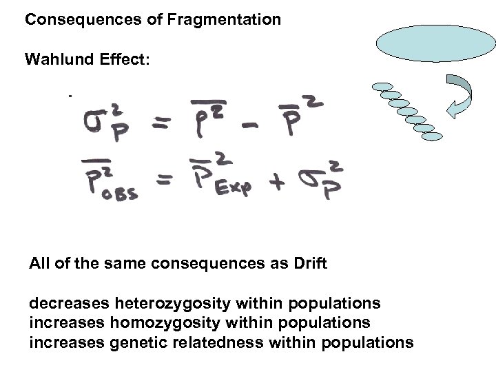 Consequences of Fragmentation Wahlund Effect: All of the same consequences as Drift decreases heterozygosity