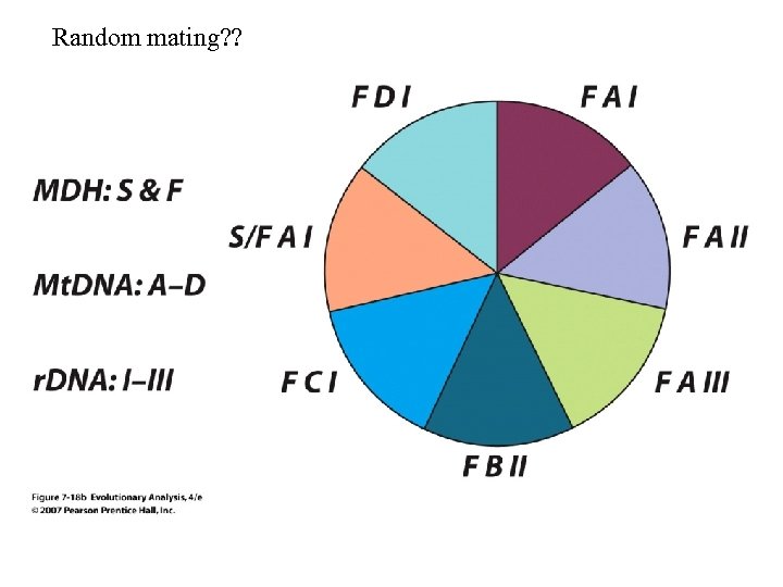 Random mating? ? 