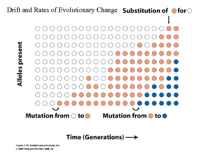 Drift and Rates of Evolutionary Change 