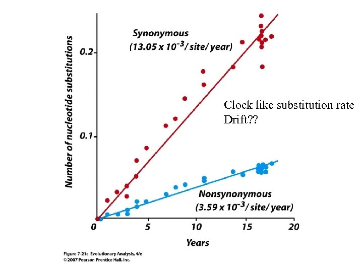 Clock like substitution rate Drift? ? 