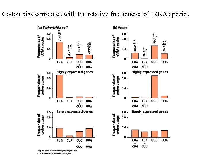 Codon bias correlates with the relative frequencies of t. RNA species 