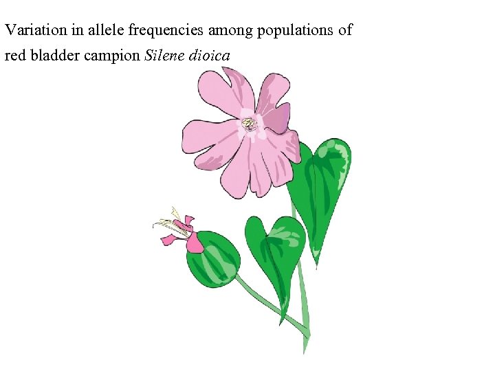 Variation in allele frequencies among populations of red bladder campion Silene dioica 