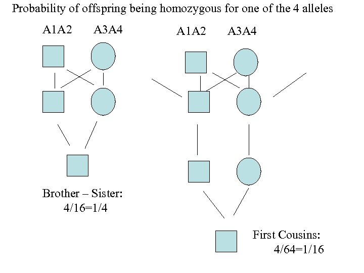 Probability of offspring being homozygous for one of the 4 alleles A 1 A