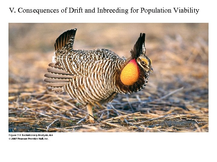 V. Consequences of Drift and Inbreeding for Population Viability 