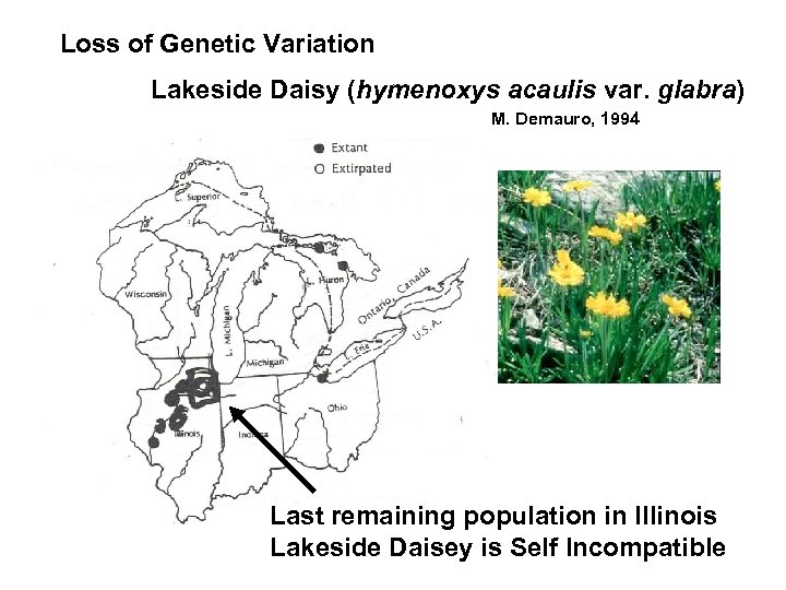 Loss of Genetic Variation Lakeside Daisy (hymenoxys acaulis var. glabra) M. Demauro, 1994 Last