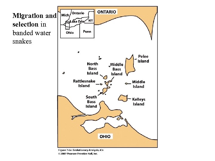 Migration and selection in banded water snakes 