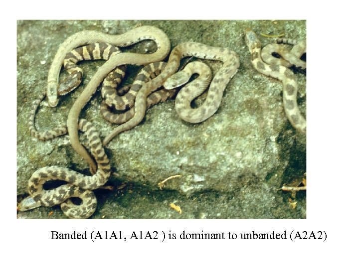 Banded (A 1 A 1, A 1 A 2 ) is dominant to unbanded