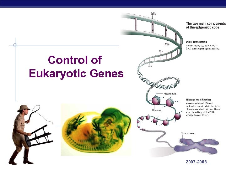 Control of Eukaryotic Genes AP Biology 2007 -2008 