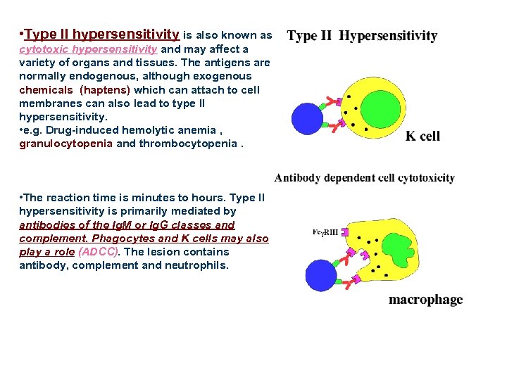  • Type II hypersensitivity is also known as cytotoxic hypersensitivity and may affect