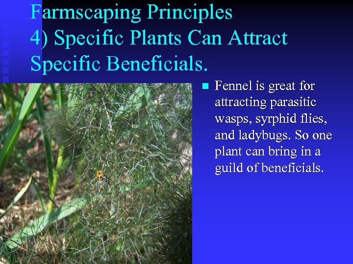 Farmscaping Principles 4) Specific Plants Can Attract Specific Beneficials. n Fennel is great for