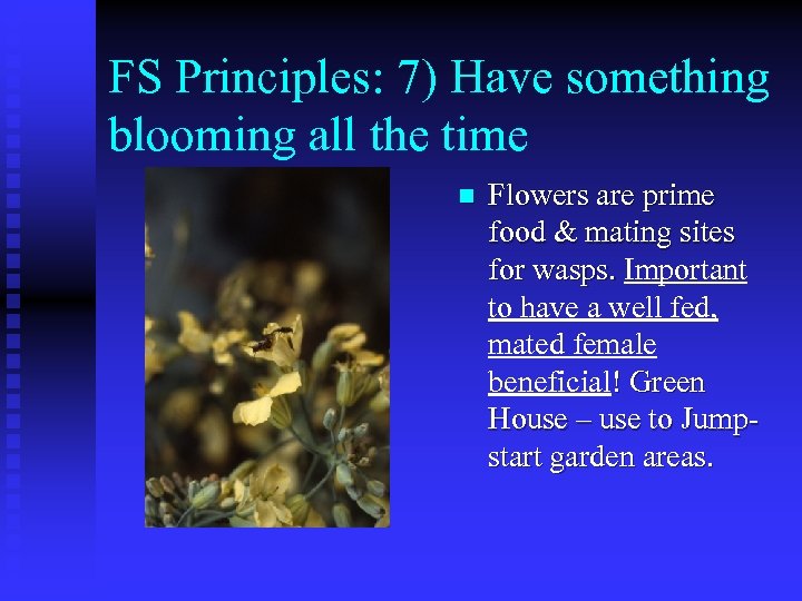 FS Principles: 7) Have something blooming all the time n Flowers are prime food