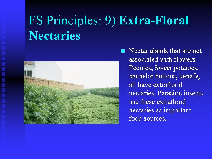 FS Principles: 9) Extra-Floral Nectaries n Nectar glands that are not associated with flowers.