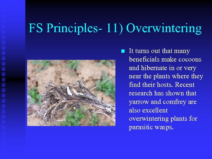 FS Principles- 11) Overwintering n It turns out that many beneficials make cocoons and