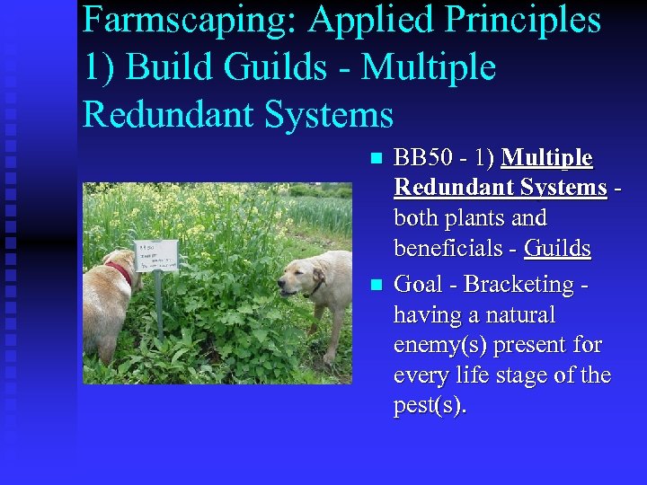 Farmscaping: Applied Principles 1) Build Guilds - Multiple Redundant Systems n n BB 50