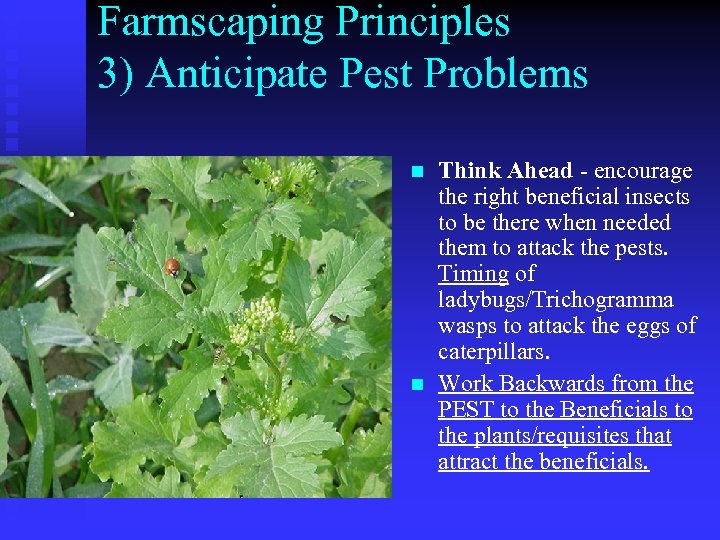 Farmscaping Principles 3) Anticipate Pest Problems n n Think Ahead - encourage the right