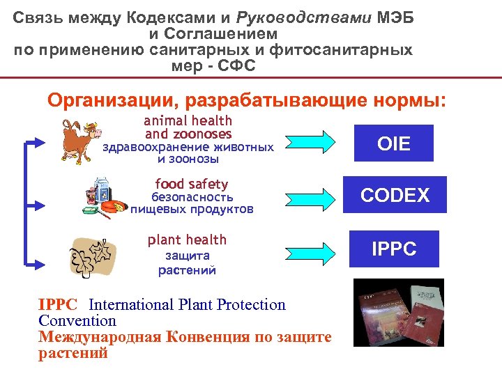 Связь между Кодексами и Руководствами МЭБ и Соглашением по применению санитарных и фитосанитарных мер