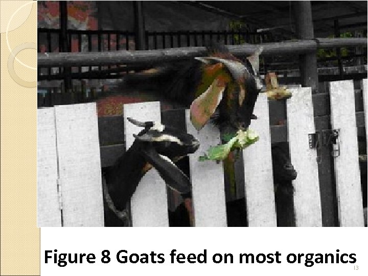Figure 8 Goats feed on most organics 13 