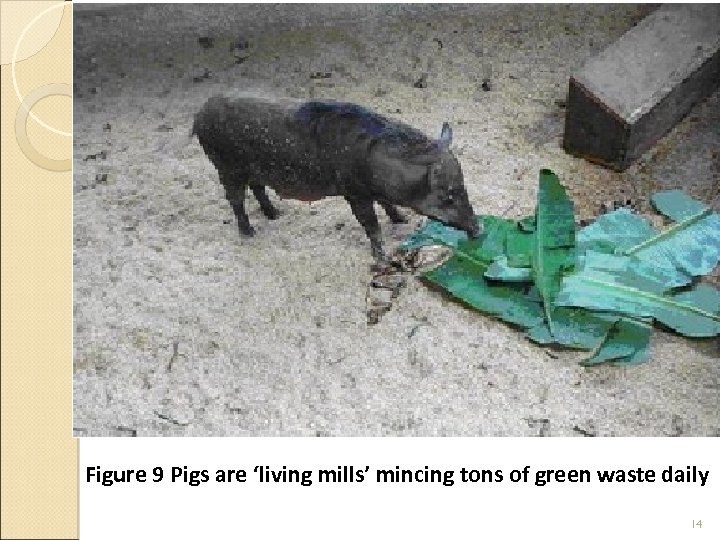 Figure 9 Pigs are ‘living mills’ mincing tons of green waste daily 14 