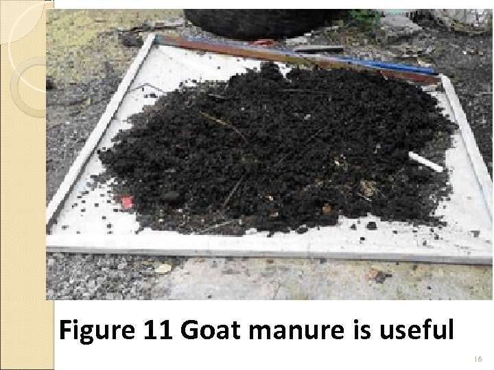 Figure 11 Goat manure is useful 16 