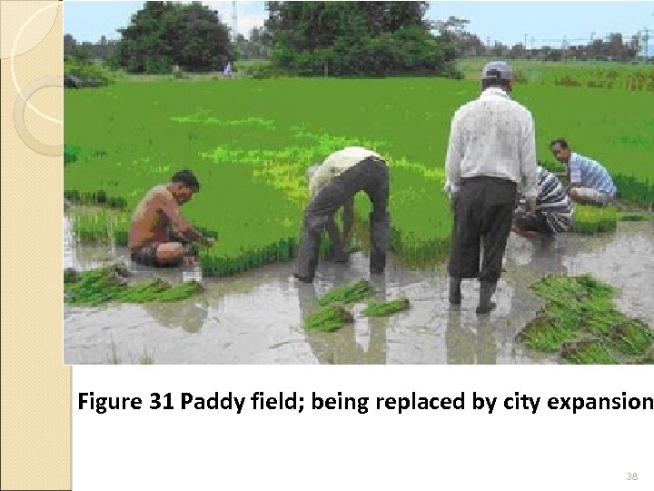 Figure 31 Paddy field; being replaced by city expansion 38 