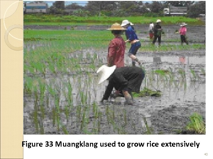Figure 33 Muangklang used to grow rice extensively 40 