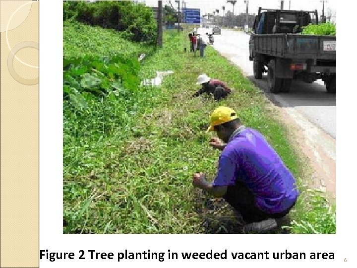 Figure 2 Tree planting in weeded vacant urban area 6 