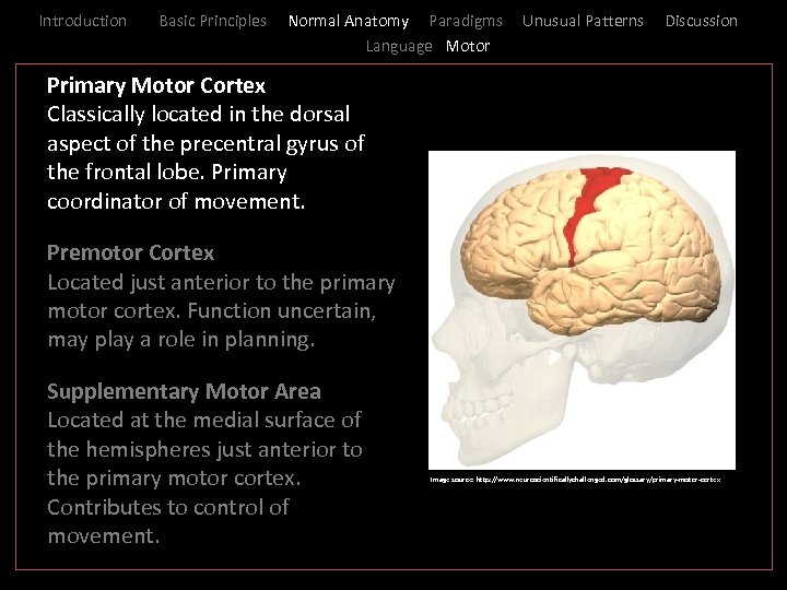 Introduction Basic Principles Normal Anatomy Paradigms Language Motor Unusual Patterns Discussion _ Primary Motor